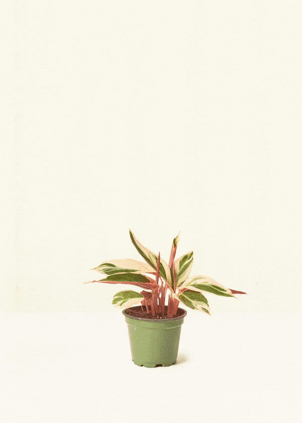 Winter Packaging Rooted