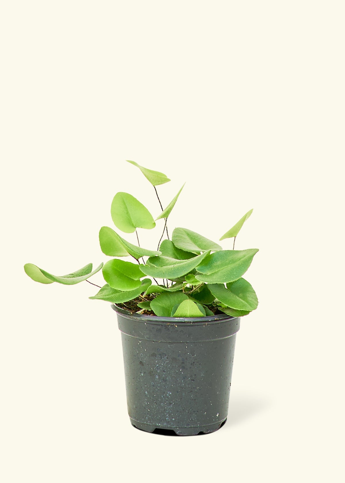 Heart Leaf Fern in a 4 inches grow pot