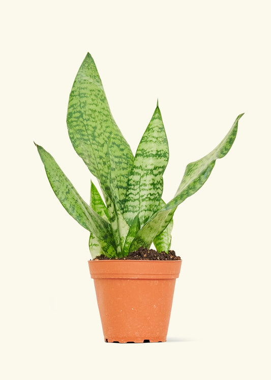 Snake Plant Zeylanica in a 4 inches grow pot