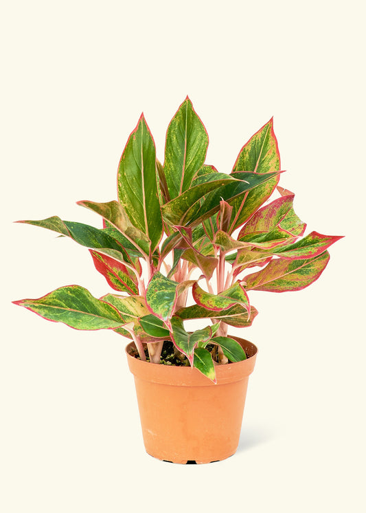 Red Chinese Evergreen in a 6 inches grow pot