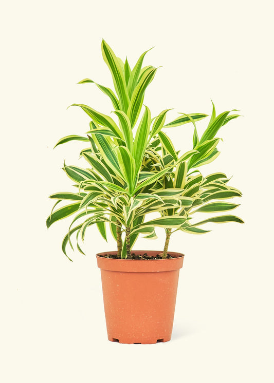Dracaena Song of India in a 6 inches grow pot