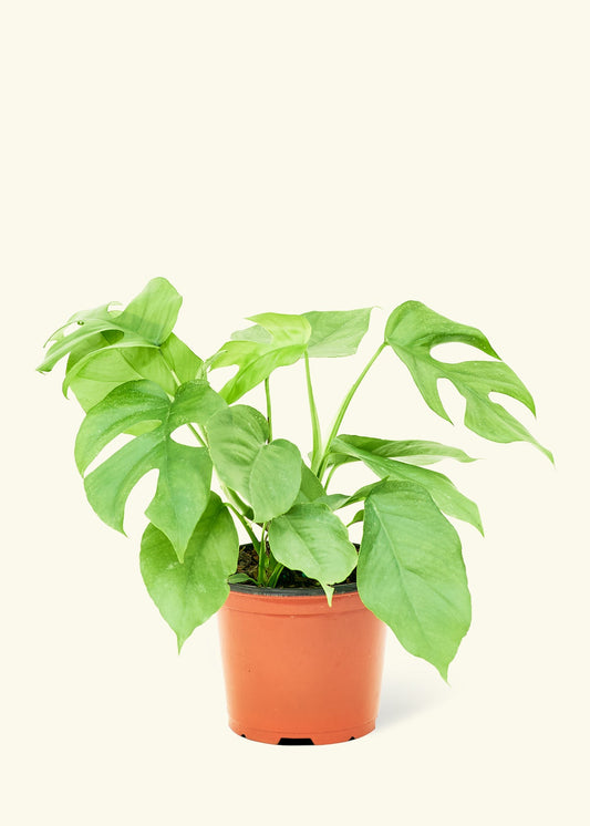 Mini Monstera in a 6 inches grow pot