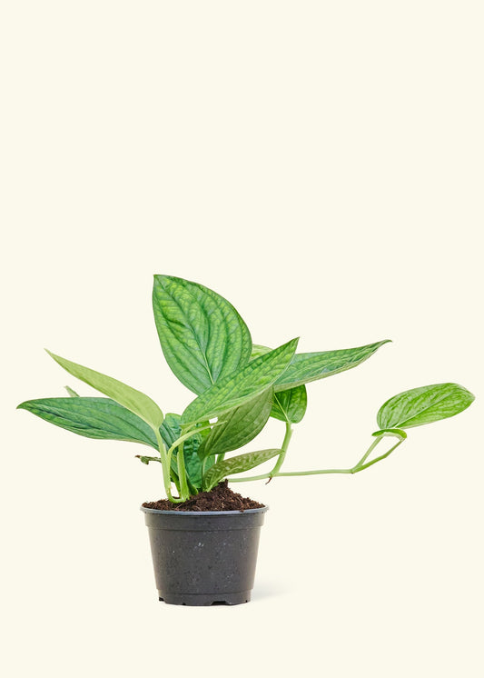 Monstera 'Peru', Medium in a 6 inches grow pot