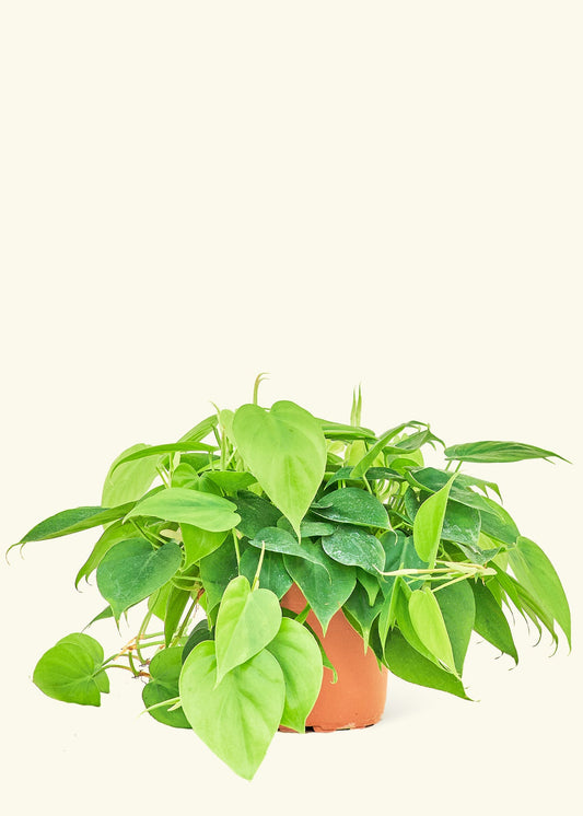 Sweetheart Philodendron in a 6 inches grow pot