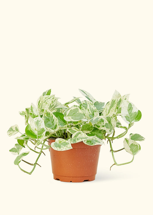 Pothos Pearls and Jade in a 6 inches grow pot