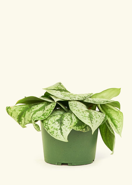 Silver Pothos Exotica in a 6 inches grow pot