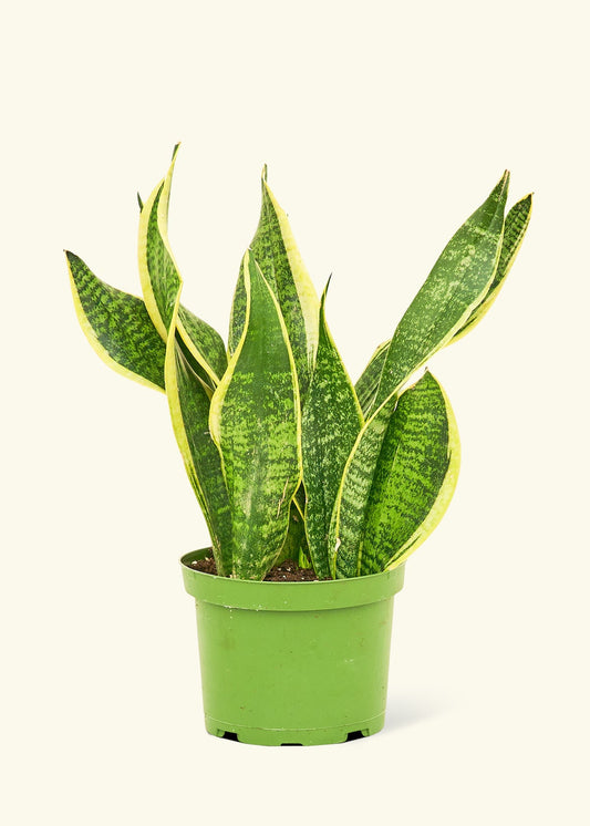 Snake Plant Laurentii in a 6 inches grow pot