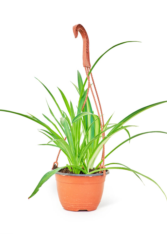 Spider Plant Reverse in a 6 inches grow pot