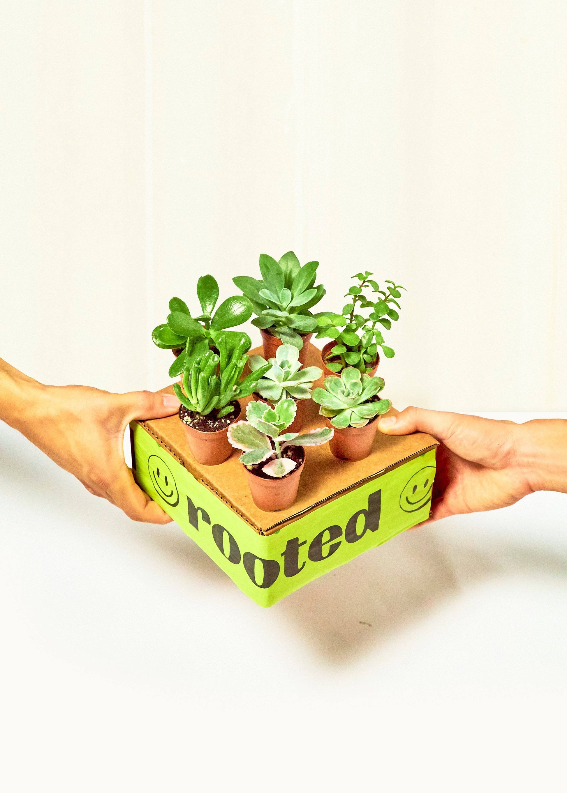 Baby Mystery Jungle Box Bundle Rooted