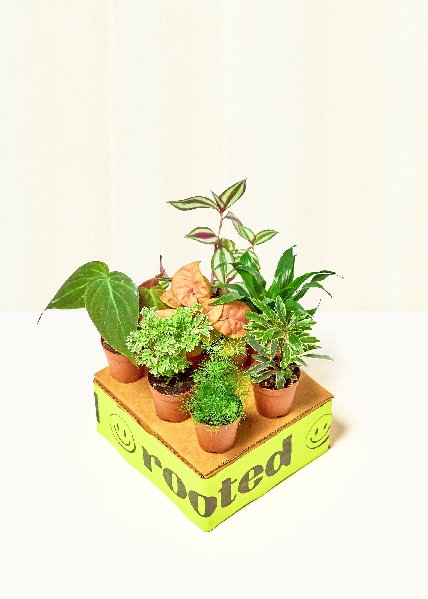 Baby Mystery Jungle Box Bundle Rooted Low/Medium