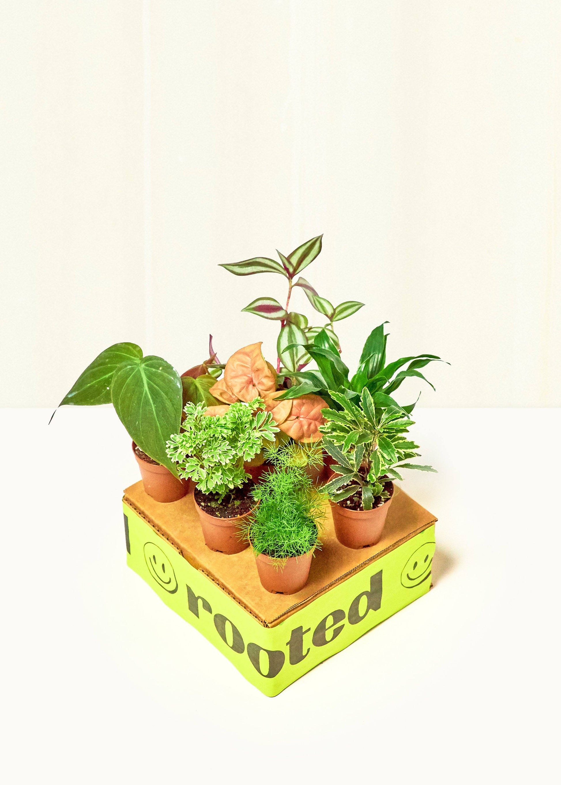 Baby Mystery Jungle Box Bundle Rooted Low/Medium