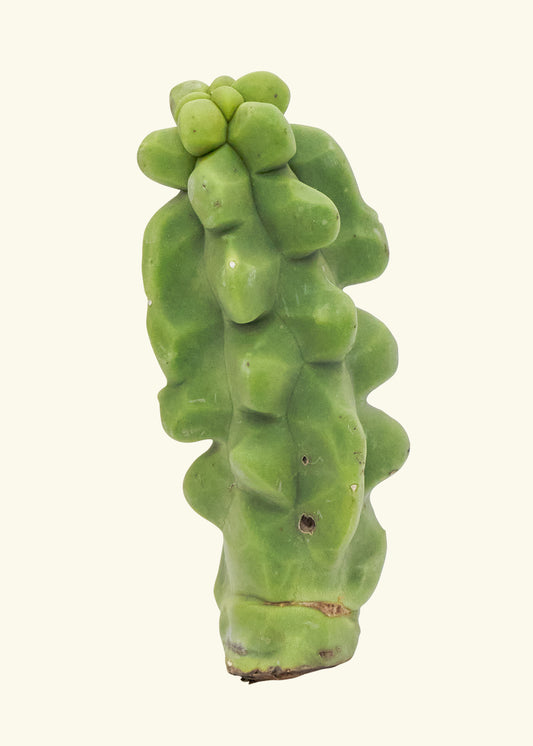 Totem Pole Cactus 0.5 ft
