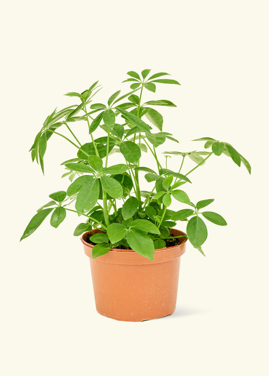 Medium Dwarf Umbrella Tree in a grow pot