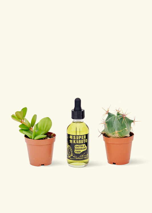 Super Kabuto Cactus Fertilizer